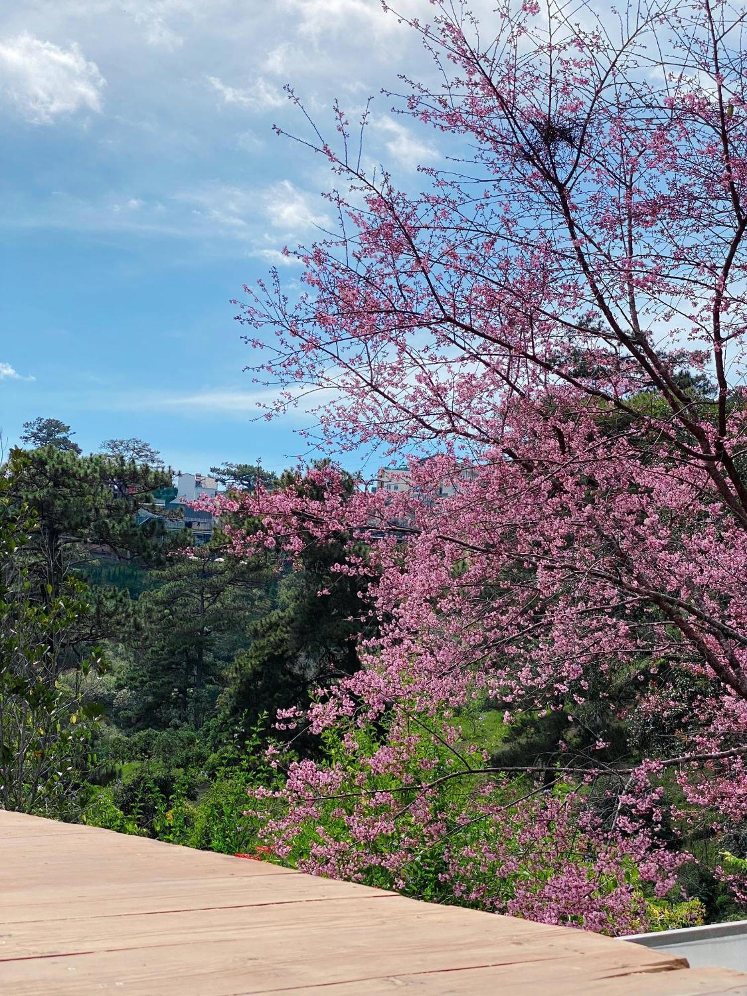Dalat Memories Homestay - Pho Suong Mo Da Lat Eksteriør billede